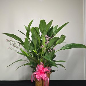 Peace lily - sympathy plant