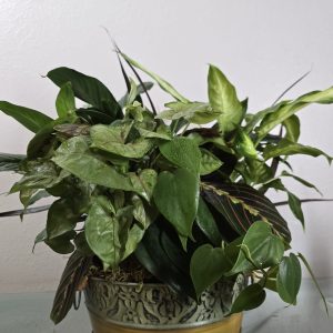 Pothos Sympathy Plant