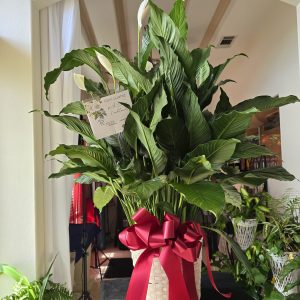 Peace Lily Condolence Plant
