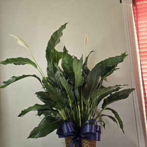 Peace Lily Remembrance Arrangement