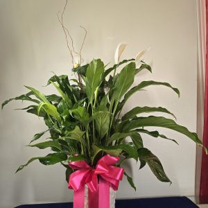 Peace Lily Funeral Plant