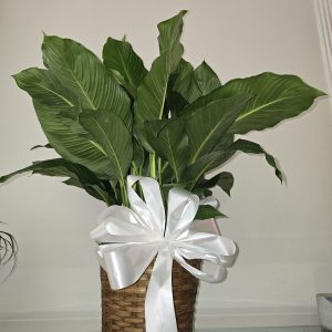 Peace Lily Funeral Tribute