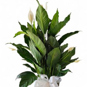 Peace Lily Sympathy Gift